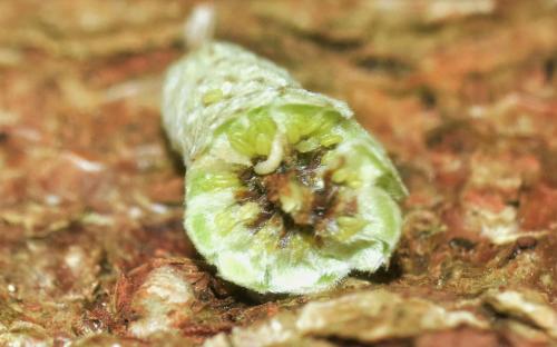 Réf. 336 644 : Contarinia coryli